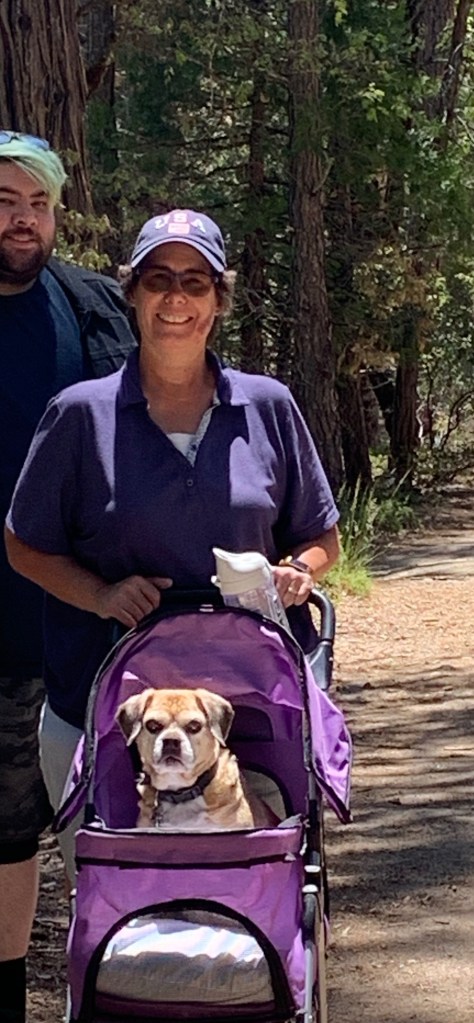 Dog in pram with Beloved