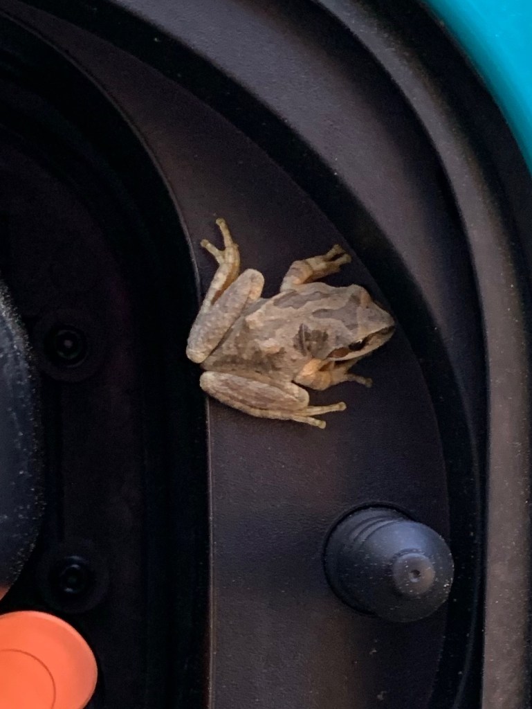 Small frog in charging port