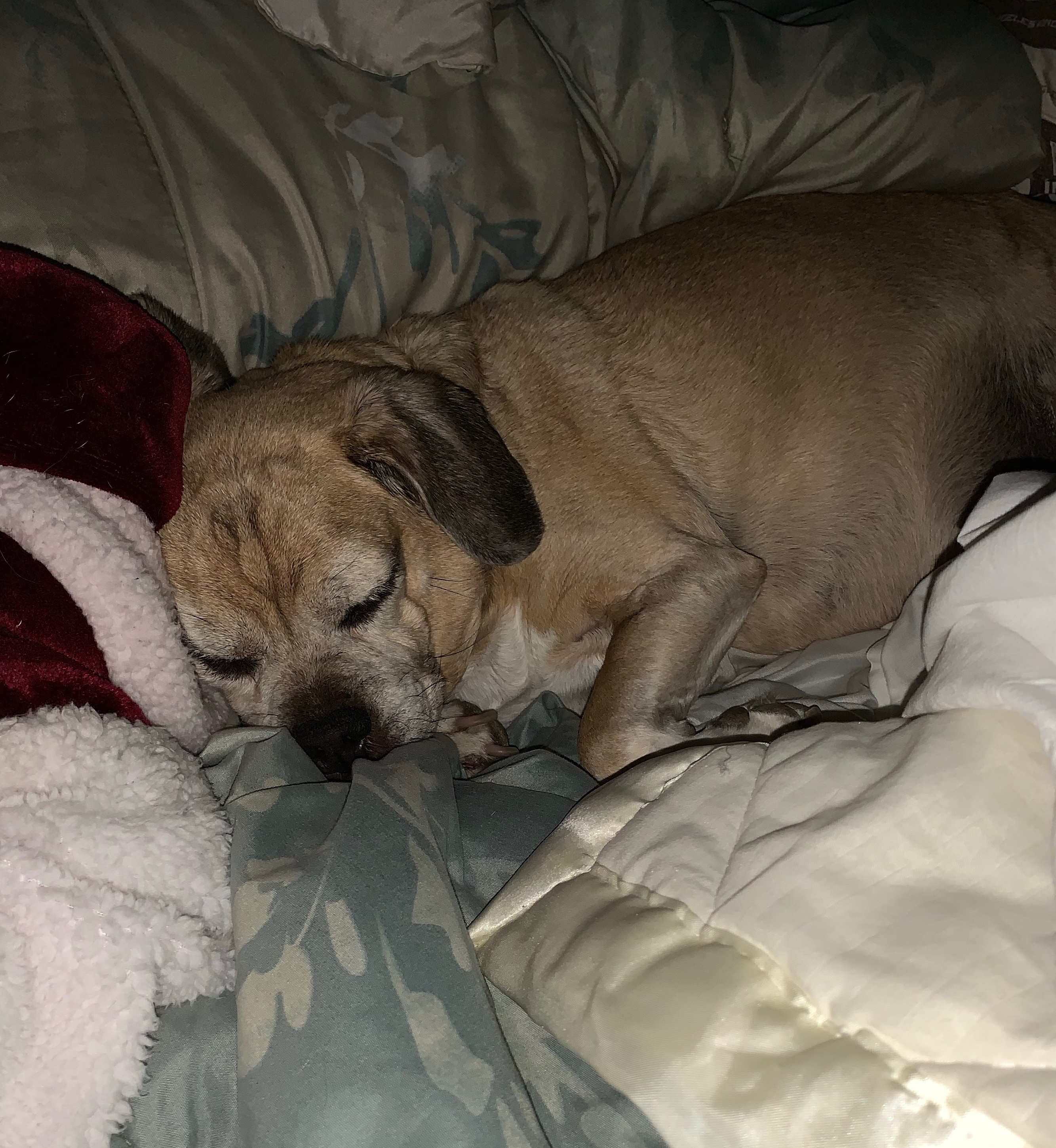 Dog asleep on mattress