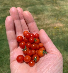 Hand holding pea tomatoes