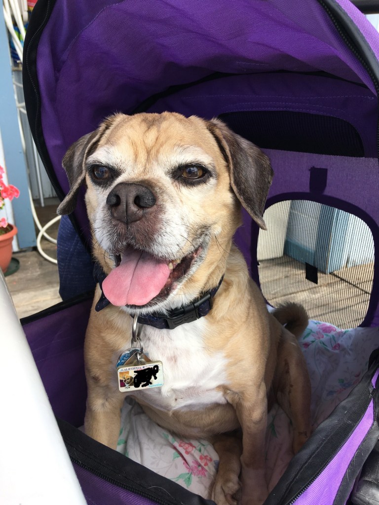 Abby in her princess carriage
