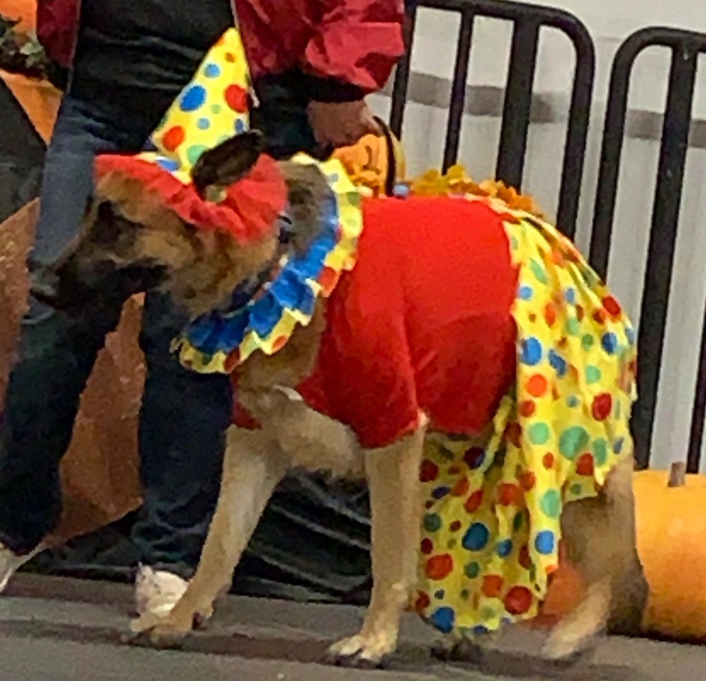 German shepard dog in a clown costume with a hat.