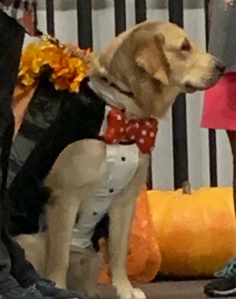 Yellow lab in a magician’s costume