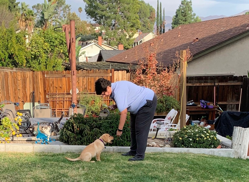Beloved handing dog a treat on our back lawn while the cat stands nearby.