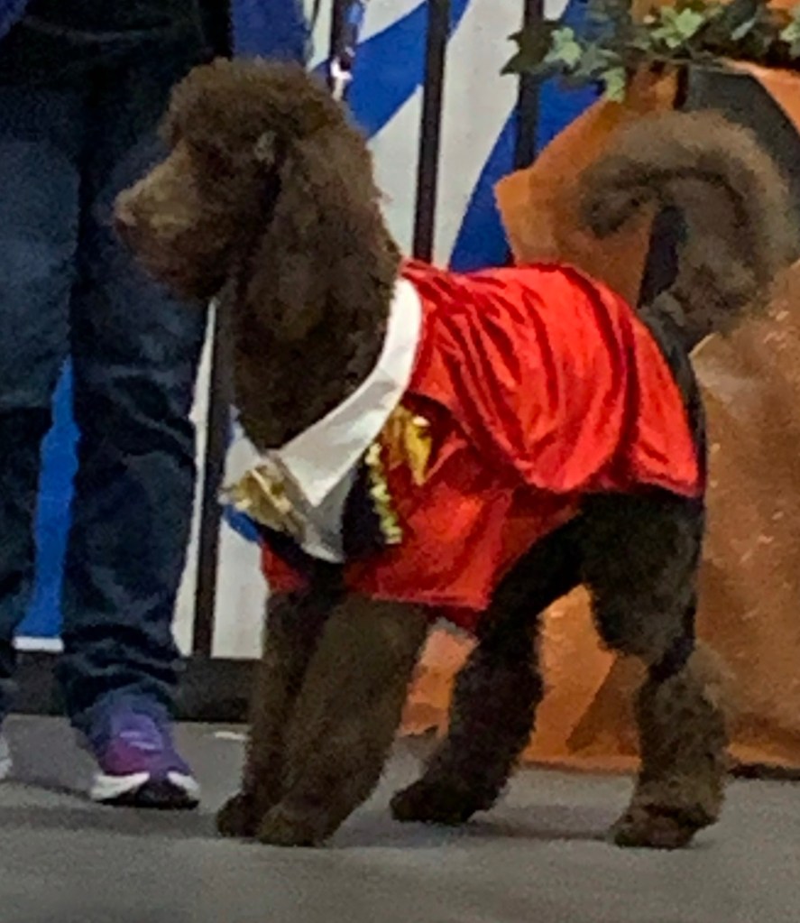 Brown standard poodle dressed in a ringmaster costume