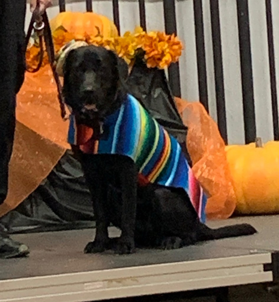 Black lab in a sarape and mini-sombrero