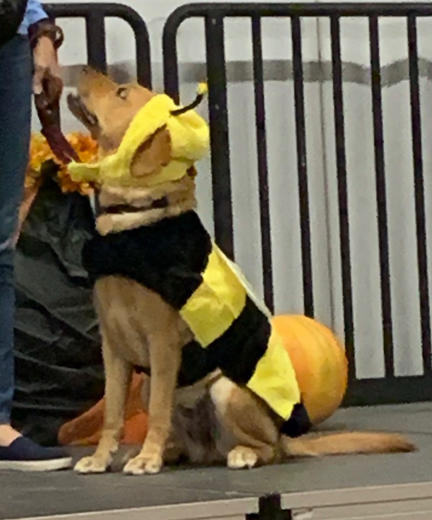 Yellow lab in bee costume