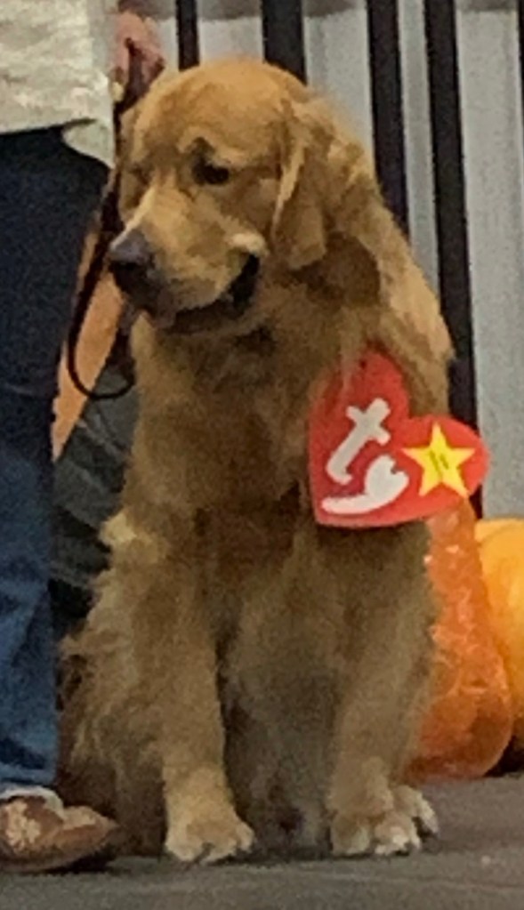 Yellow lab with a Ty Beanie Baby tag