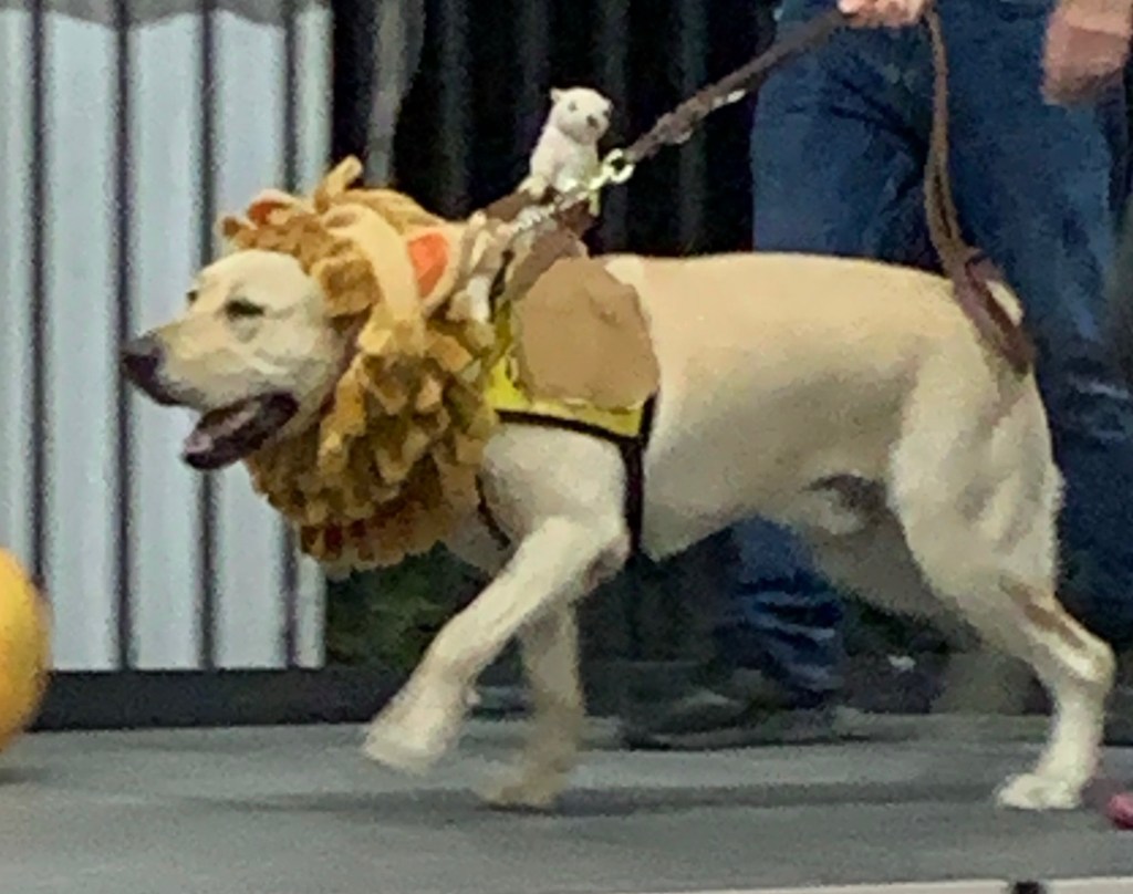 Yellow lab in Simba the lion costume with small Timon plushie on his back