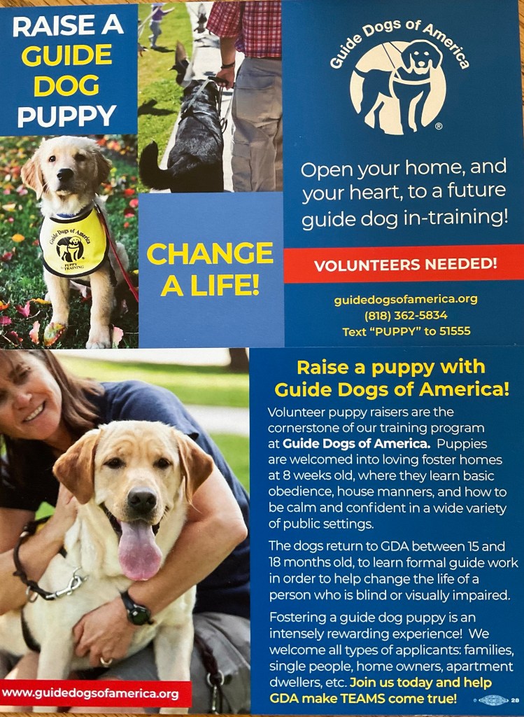Advertisement to raise puppies with Guide Dogs of America