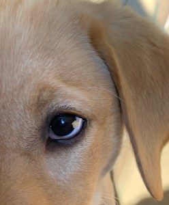Puppy eye