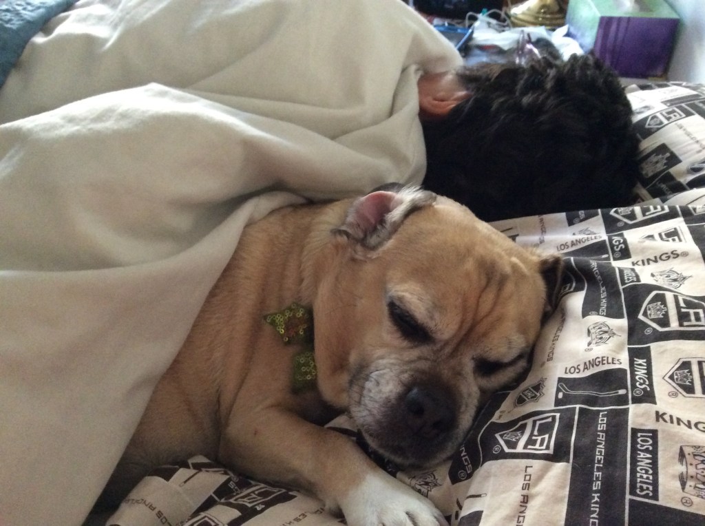 Beloved and puggle Abby asleep in bed, sharing a pillow, both under the covers.