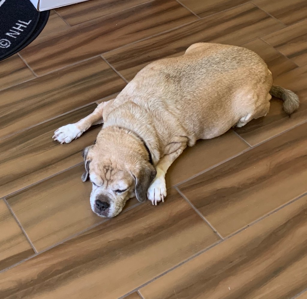 Abby asleep on the floor