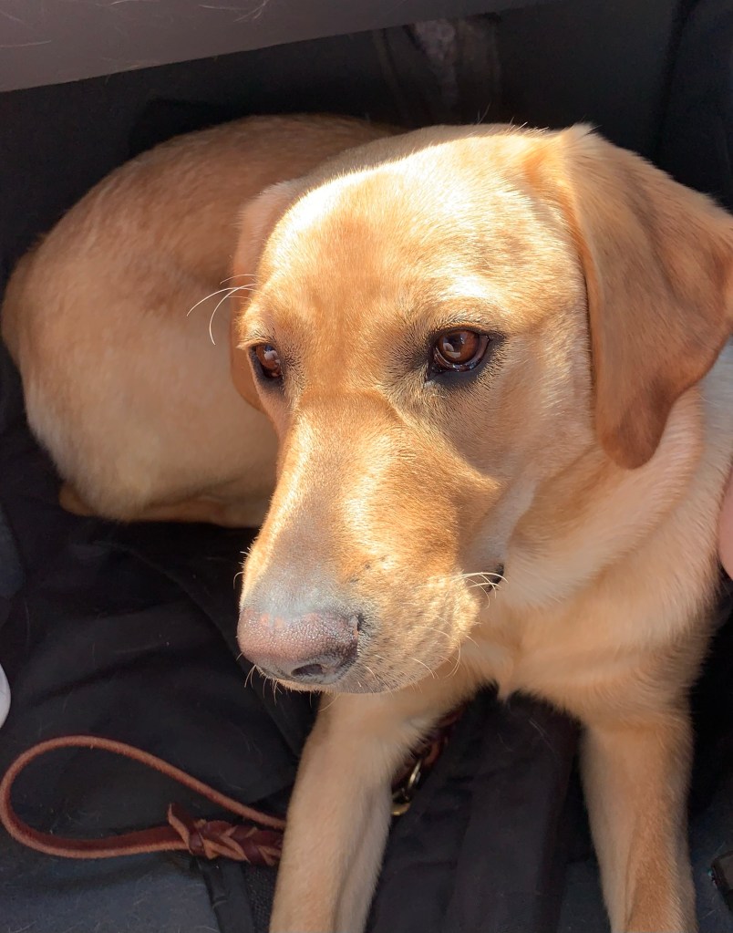 The dog looking pensive