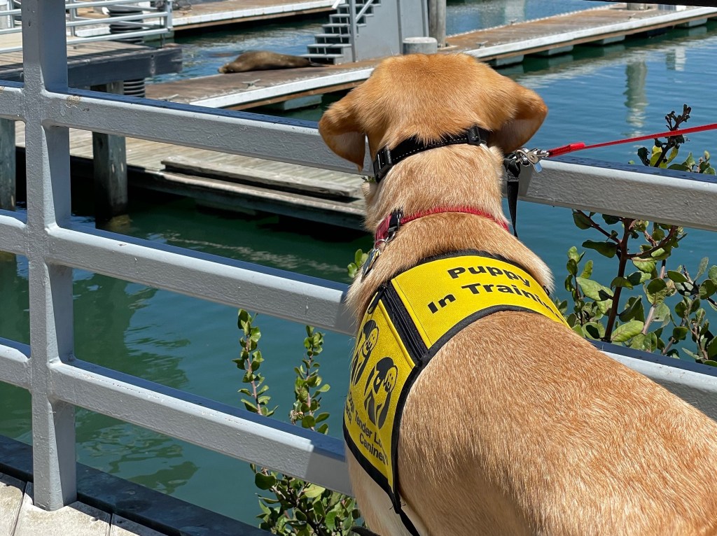 Puppy looking over fence at a sea lion
