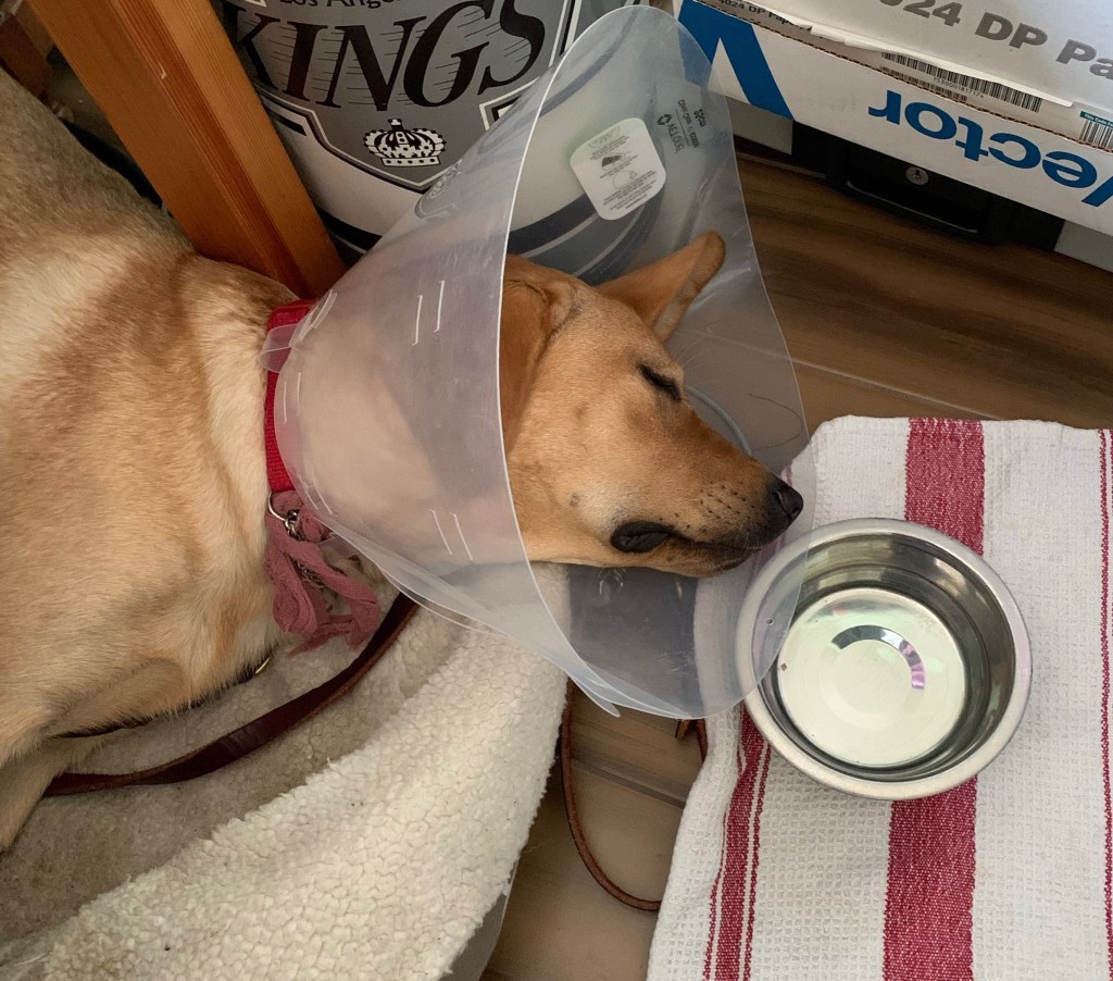 Dog asleep on her bed