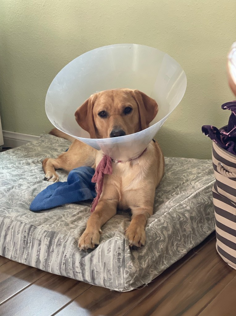 Dog in cone sitting on her bed