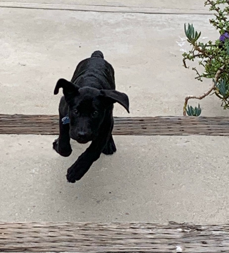 Black lab puppy running up stairs