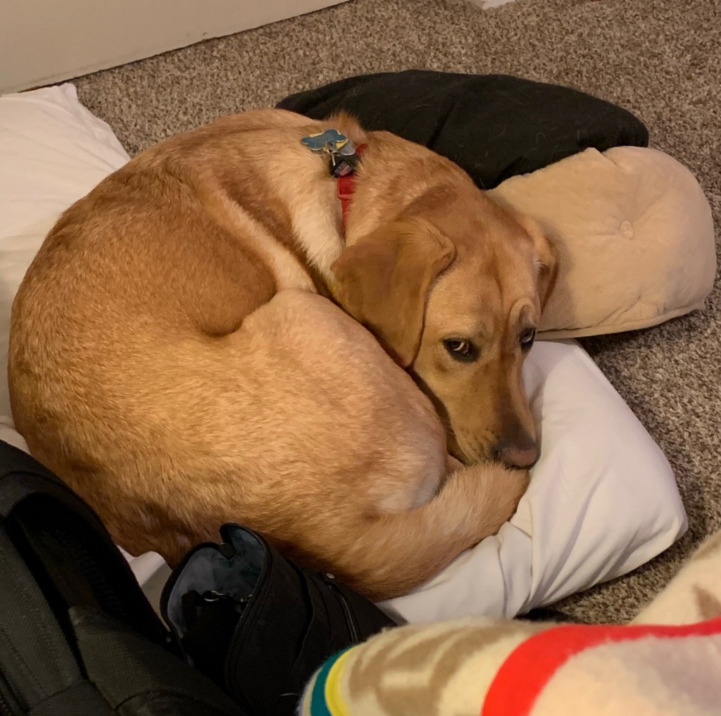 Puppy curled up on a pillow on the floor, cutting me side-eye.