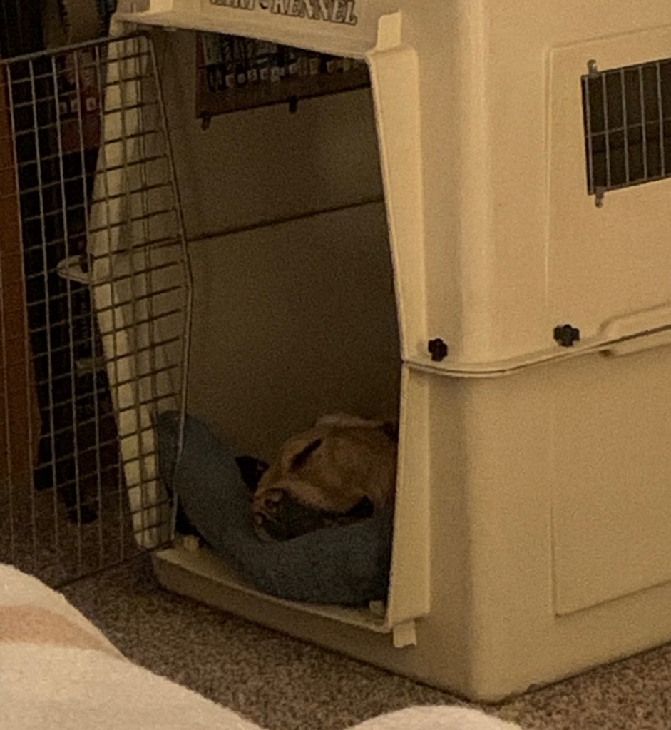Miss M asleep in her crate