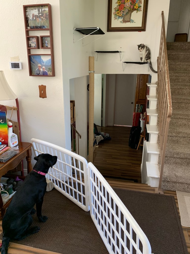 Miss A behind a fence with MaeMae looking down at her