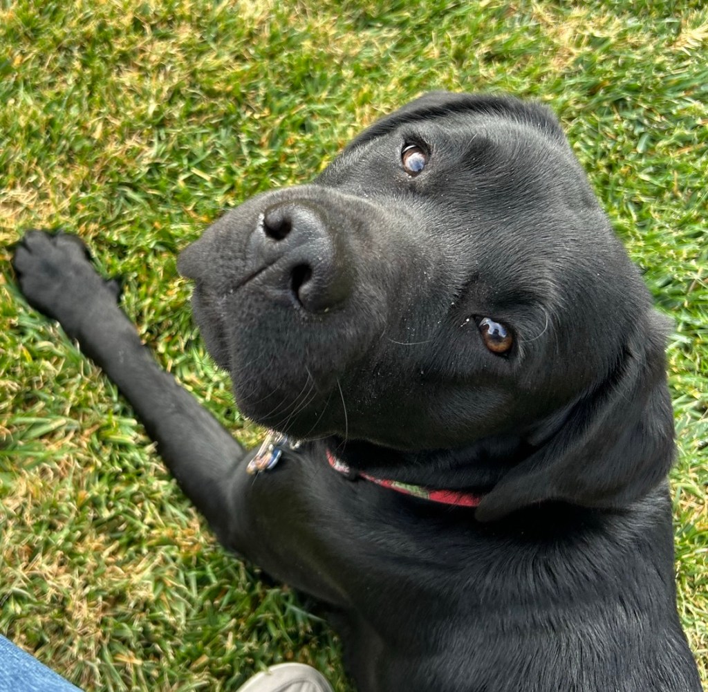 Black lab looking up