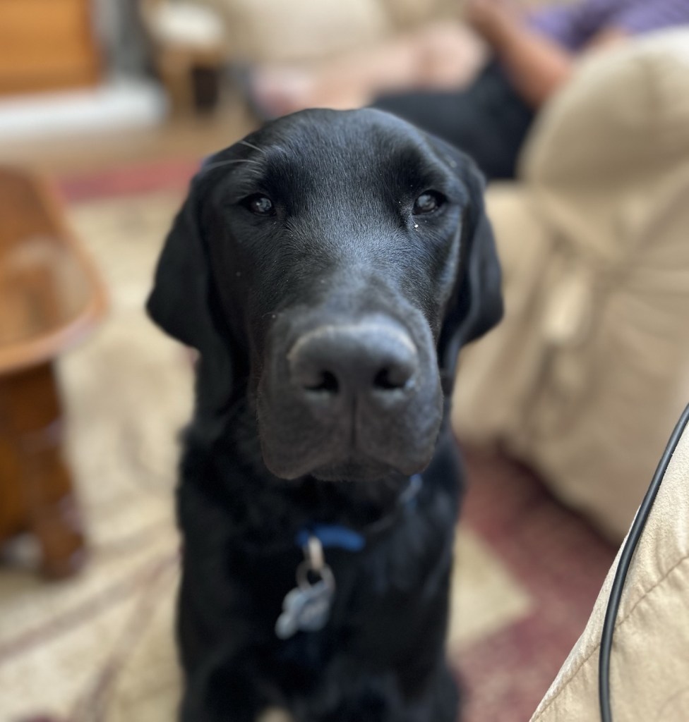 Front shot of face with nose at the fore. He’s got a very slender head.