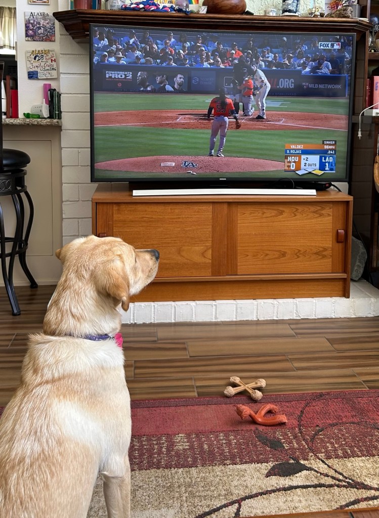 Puppy watching the game.