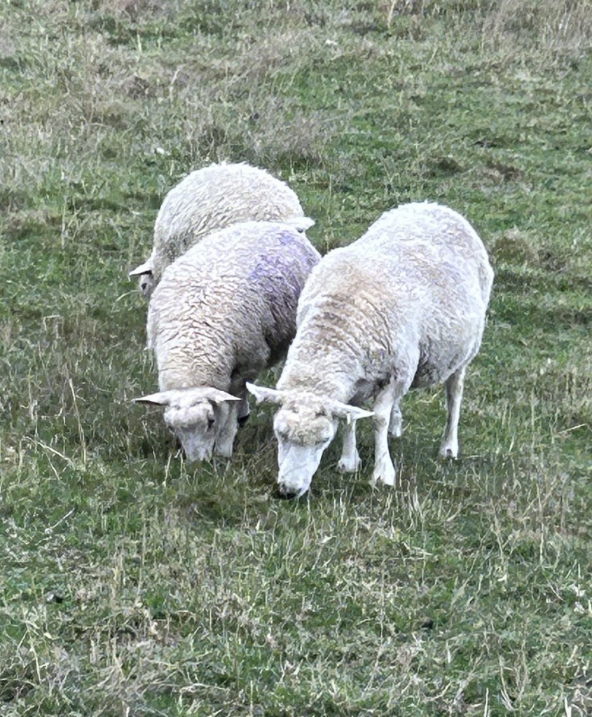 Three sheep eating grass.