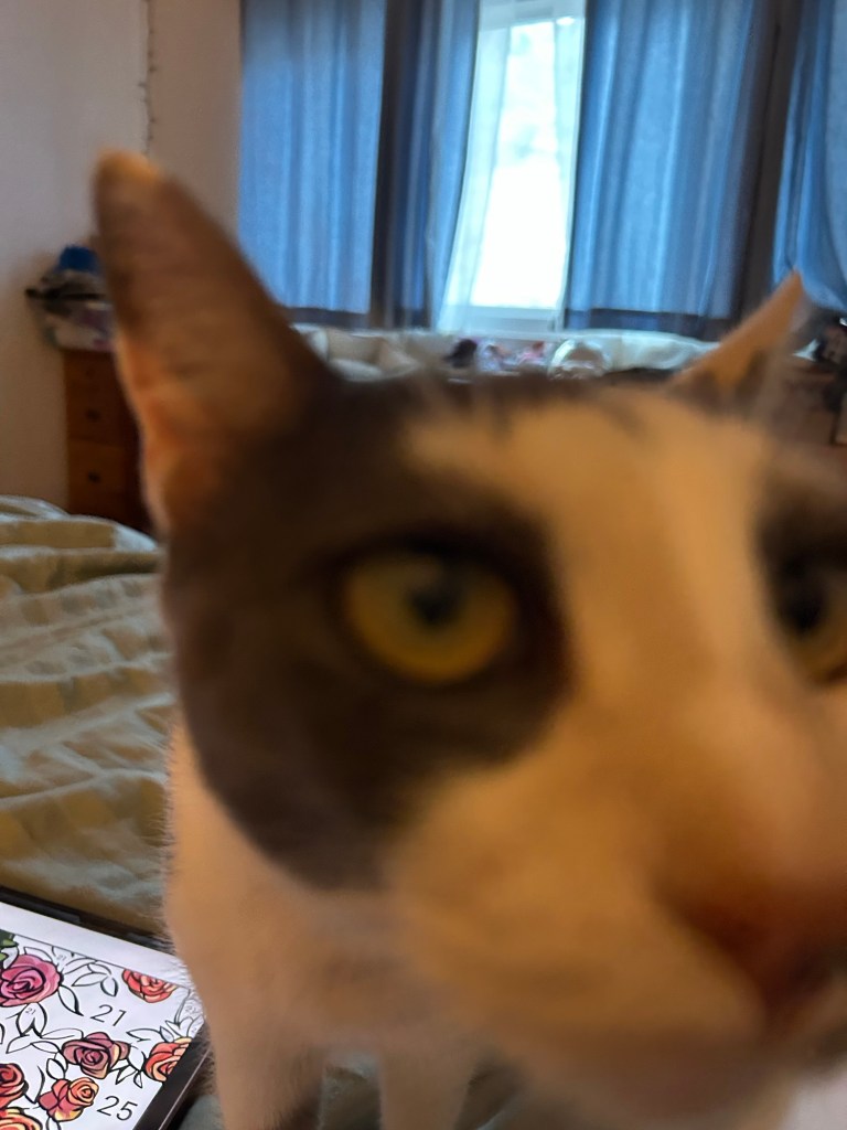 Out of focus snap of cat’s head right up against the camera.