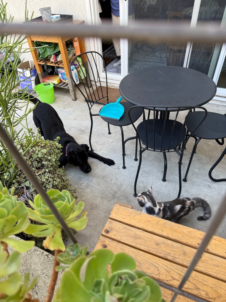 Pickles in a crouched play position, front paws splayed, head down, butt in the air, on Granny’s patio, with MaeMae facing him, trapped, furious and with a fluffed up tail.