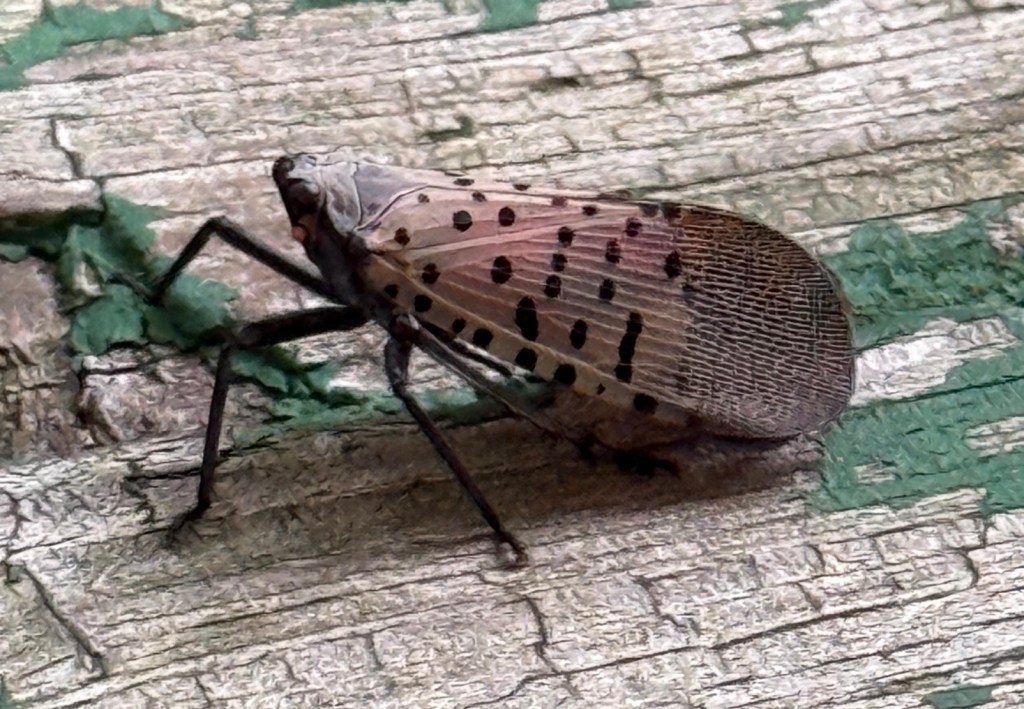 Spotted lanternfly with wings folded in.  You can’t see its scarlet underwings, which are quite striking.
