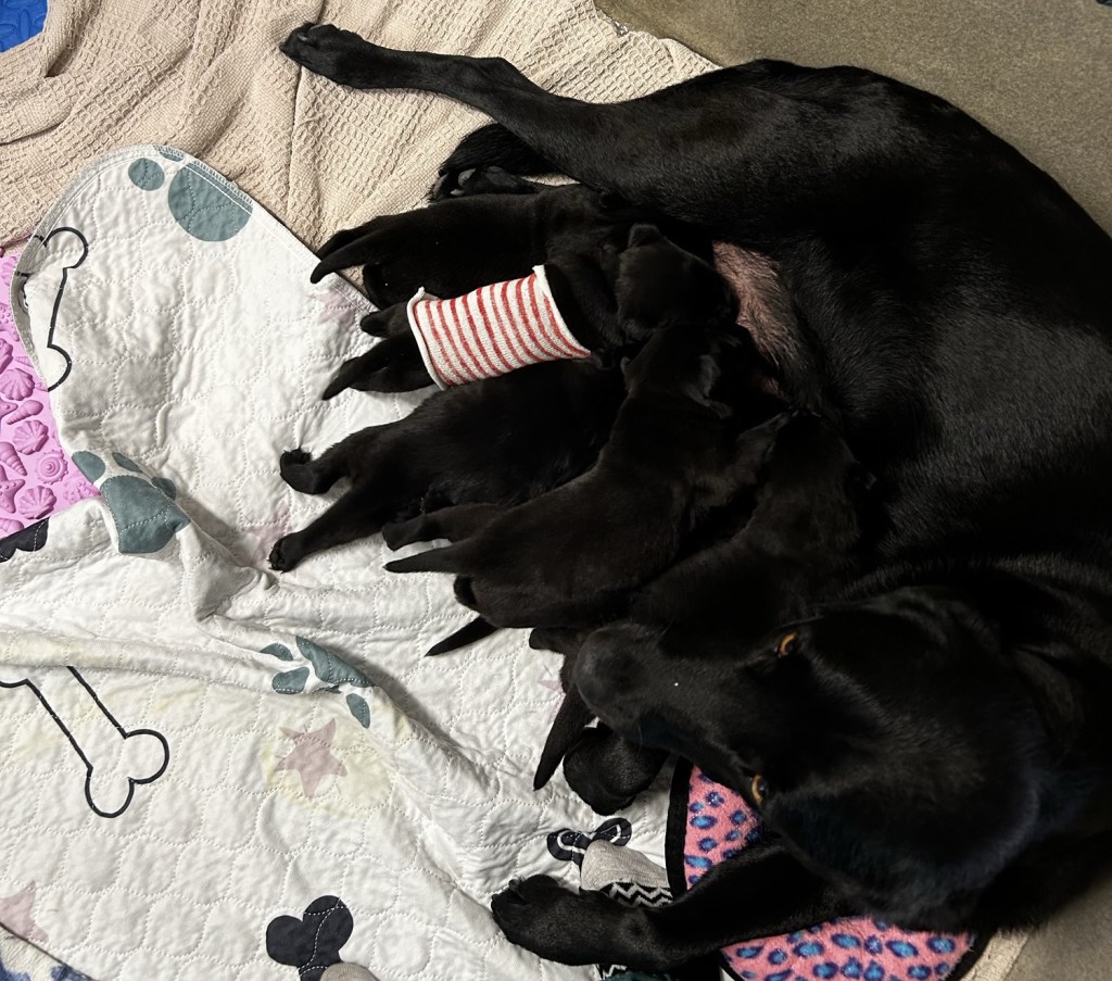 Black lab mother nursing her nine black puppies, one of which is wearing a red and white striped jumper. 