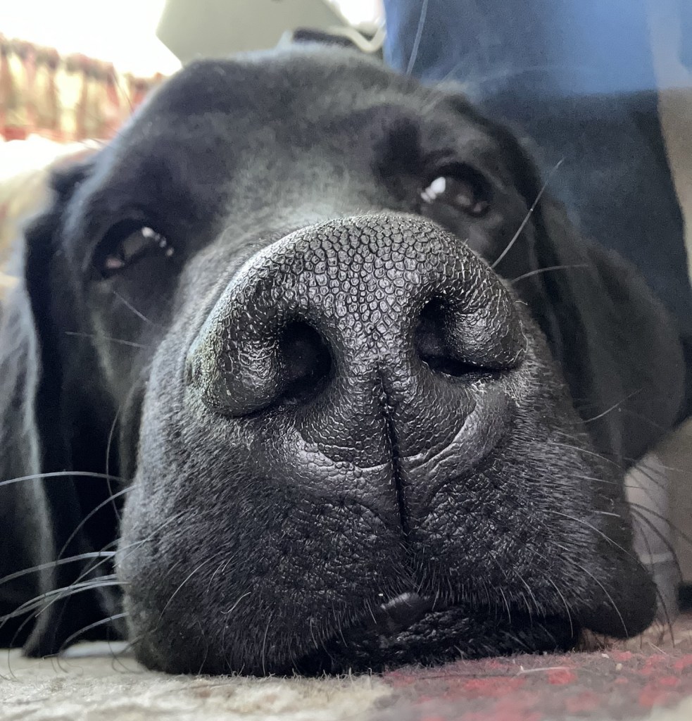 A floor view of the dog’s head looking directly at the camera.  His snoot is BIG.