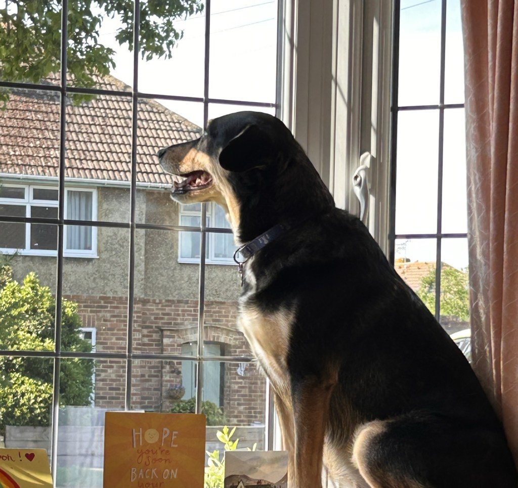 Dog sitting on the windowsill looking out at the street.