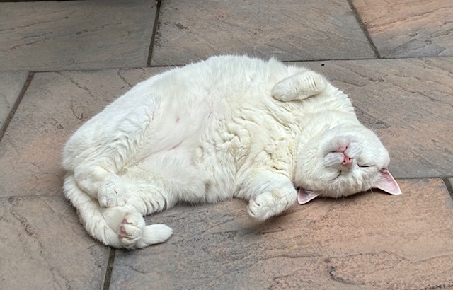 Large white cat on her side showing her tummy