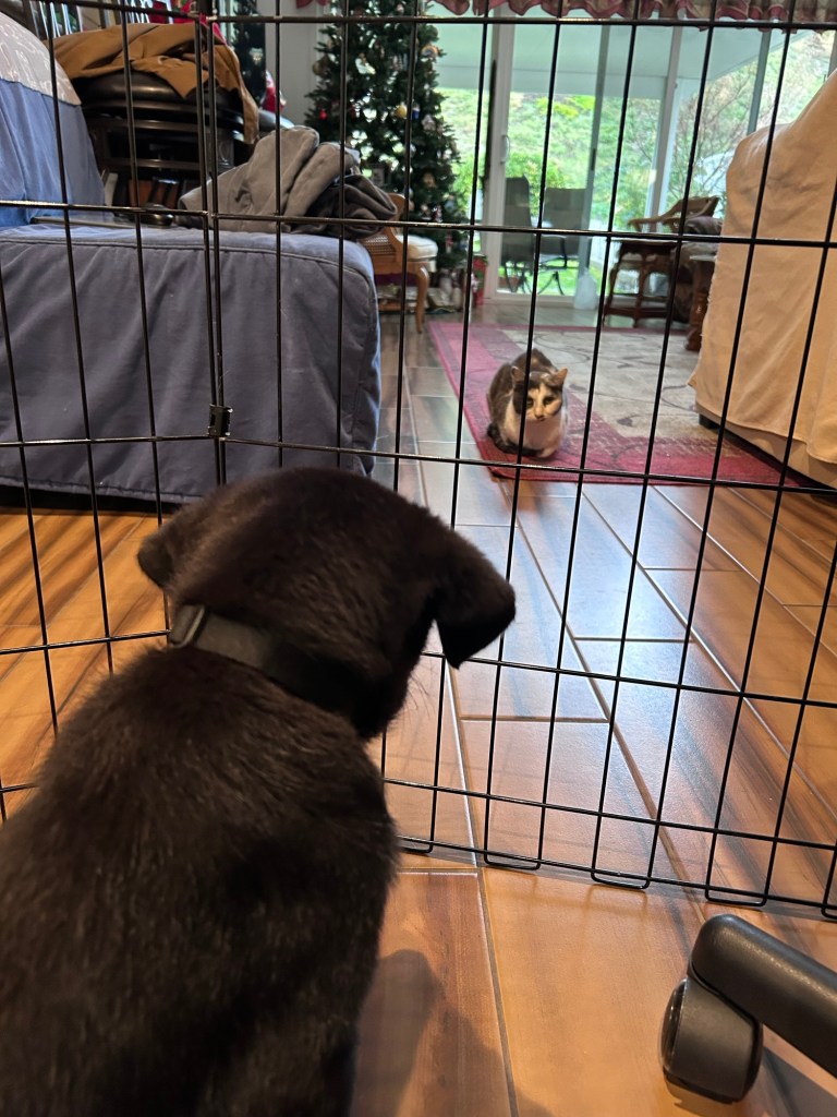 Dog behind an x-pen barrier with the cat sitting on the carpet looking in at him.