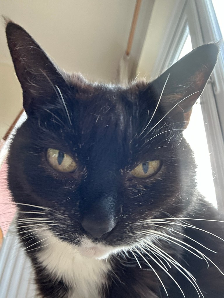 Misty the cat glaring at the camera