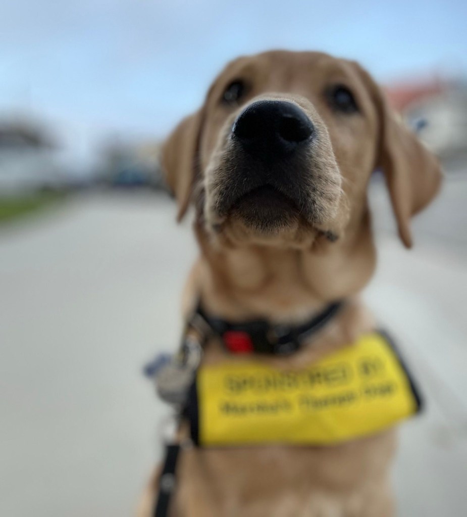 Photo of dog’s head, but the name of the sponsor on his jacket collar is blurred and unreadable… and actually, only his nose is in focus.