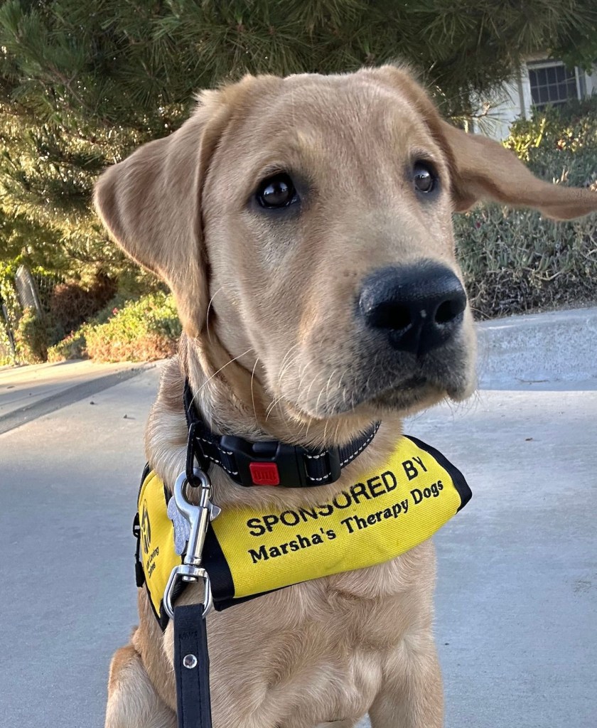 Finally!  An in-focus picture of the puppy and the jacket collar reads: “Sponsored by Marsha’s Therapy Dogs”