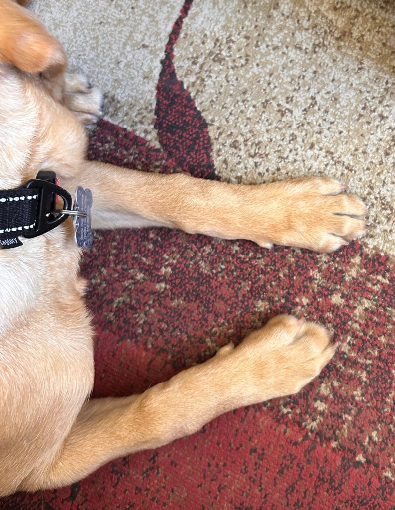 Picture of the dog’s front paws.