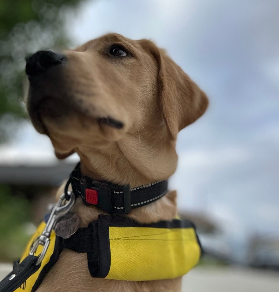 Dog head with collar and jacket visible, but no embroidered logo showing who the sponsor is.