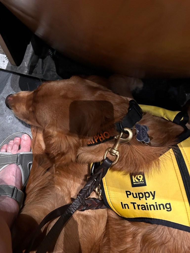 Almost full-size dog folded into where my feet should go between the theater seats.